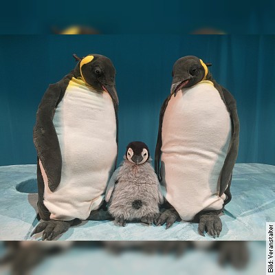 Pit Pinguin – Figurentheater für Kinder ab 3 Jahren nach dem Bilderbuch von Marcus Pfister in Langen am 08.03.2023 – 15:00 Uhr