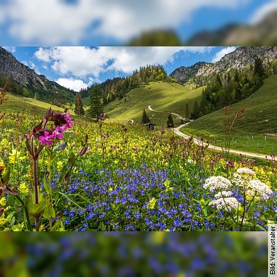 Alpenblütenwanderung - ...Ruhpoldings wunderschöne Alpen-Flora entdecken
