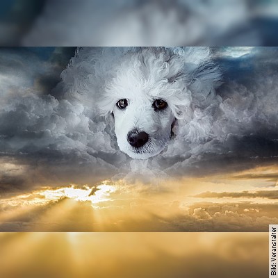 Brandenburger Klostersommer: Himmlische Hunde