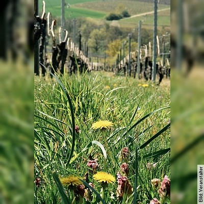 Wein trifft wildes Grün – Kräuterwanderung in der Domäne Steinberg in Eltville am Rhein am 11.03.2023 – 14:00 Uhr