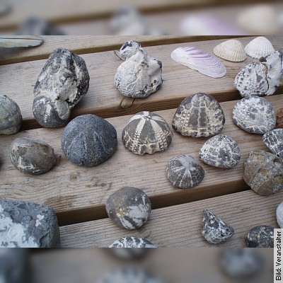 Schatzsuche - Auf den Spuren der Fossilien (Familienwanderung)