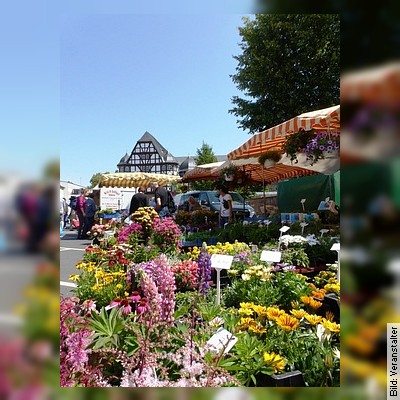 Erlebnis Wochenmarkt – Schlemmer-Wochenmarktführung in Gießen am 11.05.2024 – 11:00 Uhr